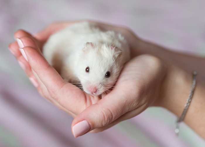 Cheapest Pets to Own